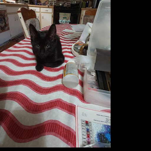 MCDANIEL ANIMAL HOSPITAL Updated August 2024 218 Oak St, Eastman