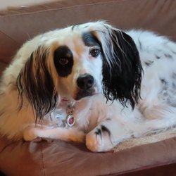 The Inn On The Avenues - Lady with her signature collar tag
