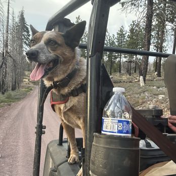 Armstrong Pet Hospital - Rosie, our Queensland Red Heeler enjoying a ride in the mountains this past week! - Veterinarians Near Me - Clovis, California