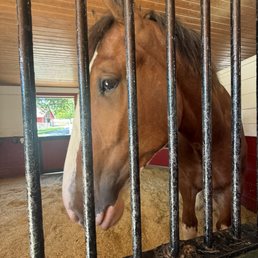 Clydesdale
