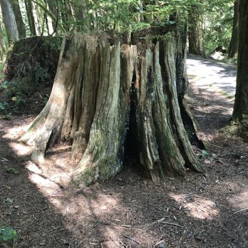Wildwood Recreation Site - Some cool looking stumps - Recreation Centers Near Me - Welches, Oregon Wildwood Recreation Site - Some cool looking stumps - Recreation Centers Near Me - Welches, Oregon
