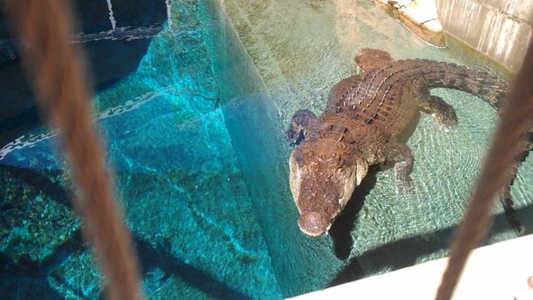 Crocodylus Park by null