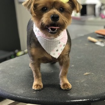A Glawmorous Pet Pawlor - Pet Groomers Near Me - chesapeake, Virginia A Glawmorous Pet Pawlor - Pet Groomers Near Me - chesapeake, Virginia