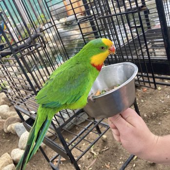Free Flight - Animal Shelters Near Me - Del Mar, California