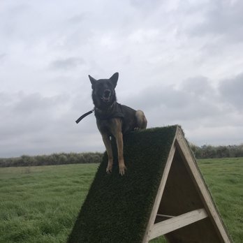 LionK9 - Pet Training Near Me LionK9 - Pet Training Near Me