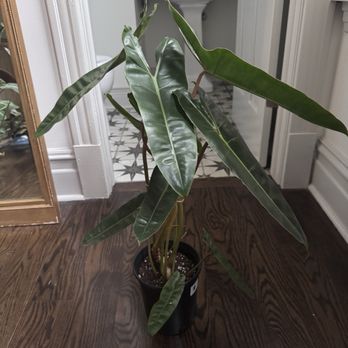Terracotto Plants - Philodendron Billietiae - Nurseries & Gardening Near Me - Chicago, Illinois Terracotto Plants - Philodendron Billietiae - Nurseries & Gardening Near Me - Chicago, Illinois