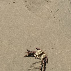 Crystal Cove State Park