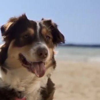 ThePampered.Pet - On the beach - Dog Walkers Near Me ThePampered.Pet - On the beach - Dog Walkers Near Me