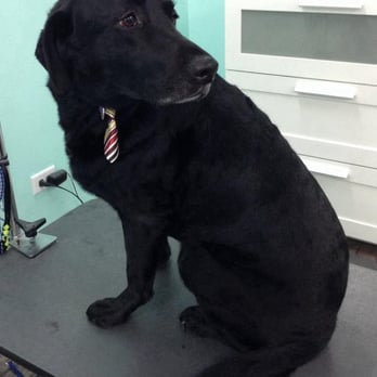 The UpScale Tail Pet Grooming - Naperville - Pet Groomers Near Me - Naperville, Illinois