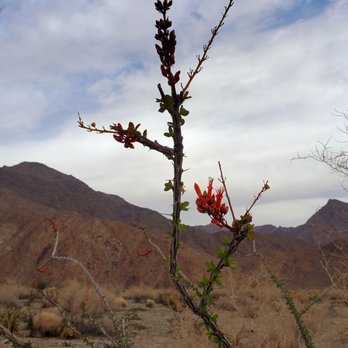 Hellhole Canyon - Ocotillo flower - Hiking Near Me - Borrego Springs, California Hellhole Canyon - Ocotillo flower - Hiking Near Me - Borrego Springs, California