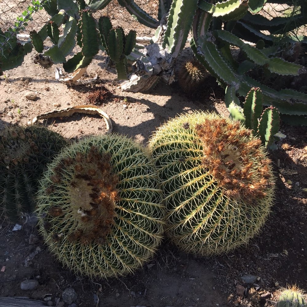 Sal’s Cactus Mart - Nurseries & Gardening Near Me - Fillmore, California Sal’s Cactus Mart - Nurseries & Gardening Near Me - Fillmore, California