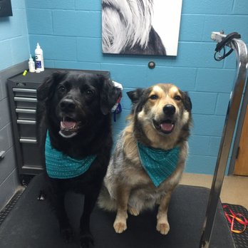 Cascade Hospital for Animals - Dory and Okie grooming photo - Veterinarians Near Me - Grand Rapids, Michigan