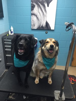 Cascade Hospital for Animals by null