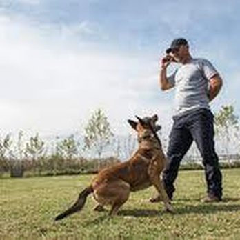 KCTC Kranenburg Canine Training Center - untitled - Pet Training Near Me - Raeford, North Carolina KCTC Kranenburg Canine Training Center - untitled - Pet Training Near Me - Raeford, North Carolina