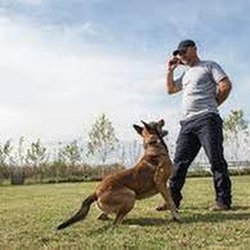 KCTC Kranenburg Canine Training Center - untitled