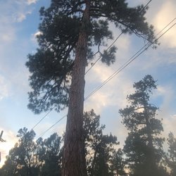 Technical Tree Service - After trimmed
