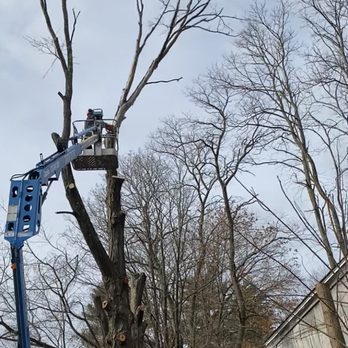 Jeremys Tree And Lawn Service - a tree being pruned - Tree Services Near Me Jeremys Tree And Lawn Service - a tree being pruned - Tree Services Near Me