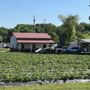 Photo of Hedgecock Strawberry Farm