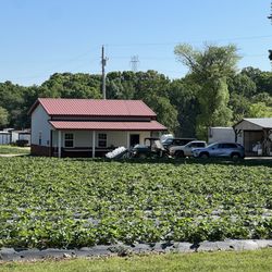 Hedgecock Strawberry Farm - Storefront