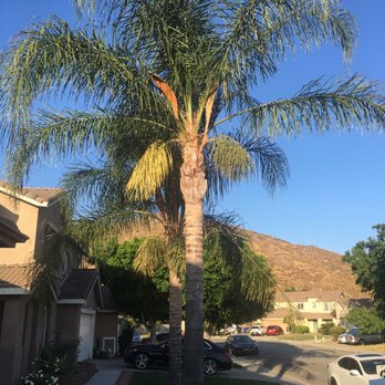 Ortega's Jr Tree Service - Before photo of my palm trees - Tree Services Near Me - Riverside , California