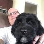 Photo of Live Aloha Labradoodles
