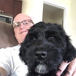 Live Aloha Labradoodles - Izzy and daddy