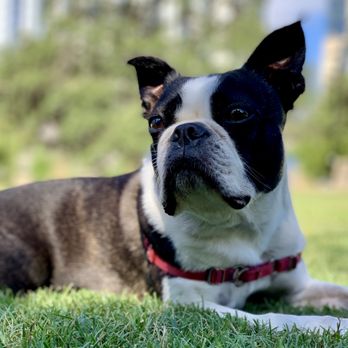 Austin Urban Veterinary Center - Veterinarians Near Me - Austin, Texas Austin Urban Veterinary Center - Veterinarians Near Me - Austin, Texas