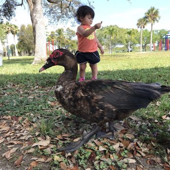West Lake Park - Friendly ducks - Parks Near Me - Hollywood, Florida West Lake Park - Friendly ducks - Parks Near Me - Hollywood, Florida