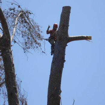 Pro Trees - Dead pine removal - Tree Services Near Me Pro Trees - Dead pine removal - Tree Services Near Me