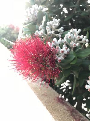 Baleal Island by null