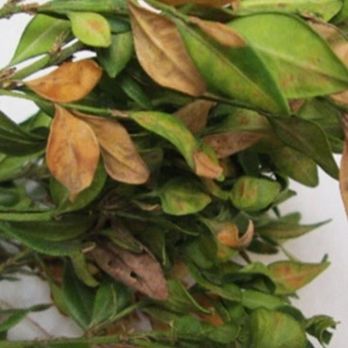 TN Nursery - I'm contacting the BBB. This is so unethical. - Nurseries & Gardening Near Me - Altamont, Tennessee