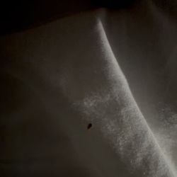 Hôtel Novotel Paris 14 Porte d'Orléans - Same bed bug from another angle. It was coming from the bottom of the bed towards the pillow between my wife and I.