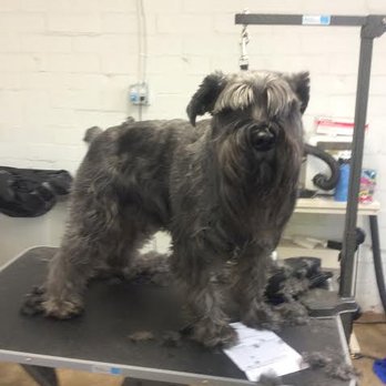 Puddle of Pooch - my baby BEFORE i brought him to Puddle of Pooch.. - Pet Groomers Near Me - Atlanta, Georgia