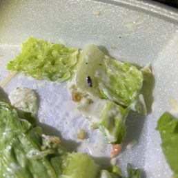 A BUG A BUG
