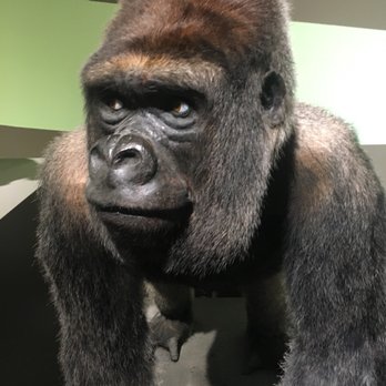 Buffalo Museum of Science - Planet of the Apes time. - Museums Near Me - Buffalo, New York Buffalo Museum of Science - Planet of the Apes time. - Museums Near Me - Buffalo, New York