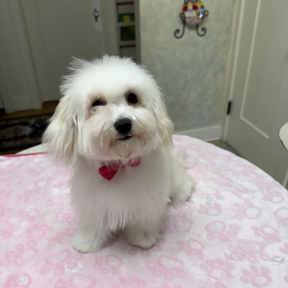 All About Paws Pet Spa - Priscilla's first grooming! - Pet Groomers Near Me - Upland, California
