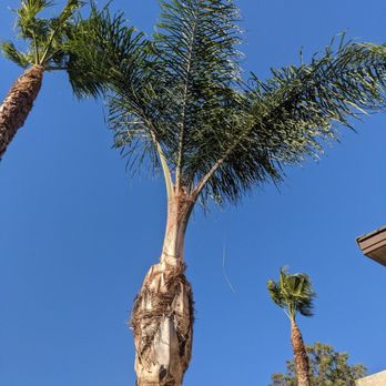 New Generation Tree Care - 3 palms trimmed and pruined. - Tree Services Near Me New Generation Tree Care - 3 palms trimmed and pruined. - Tree Services Near Me