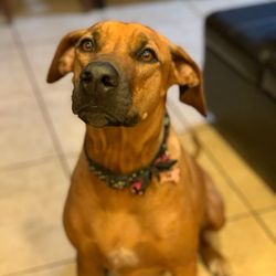 Wag-A-Long Pet Sitting