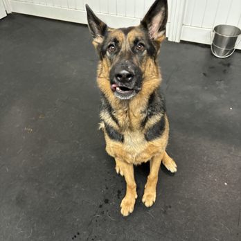 Simi Valley Pet Resort - Pet Boarding Near Me - Simi Valley, California