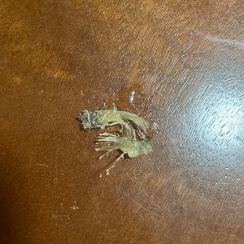 Plaza Mandarin House - a dead insect on a table - Chinese Near Me - Los Angeles, California Plaza Mandarin House - a dead insect on a table - Chinese Near Me - Los Angeles, California