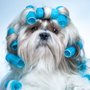 Photo of Peluqueria Canina UFA
