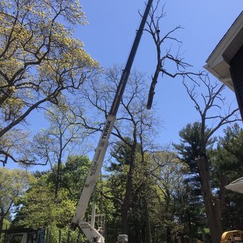 Lorax Tree Service - Tree removal - Tree Services Near Me