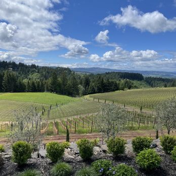 Alloro Vineyard - Wineries Near Me - Sherwood, Oregon Alloro Vineyard - Wineries Near Me - Sherwood, Oregon