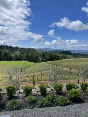 Alloro Vineyard by null