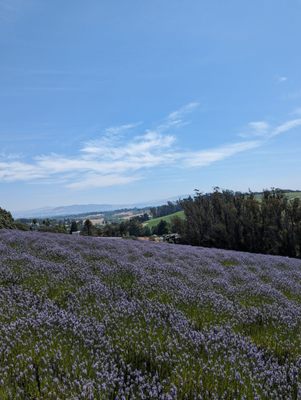 Monte-Bellaria di California by null