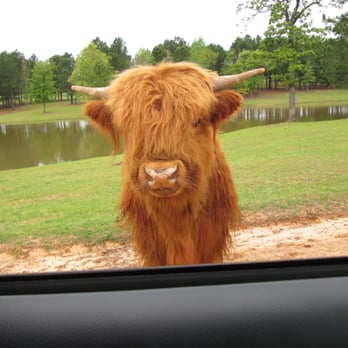 Cherokee Trace Drive Thru Safari - Parks Near Me - Jacksonville, Texas