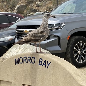Morro Bay State Park - Morro Rock - Parks Near Me - Morro Bay, California Morro Bay State Park - Morro Rock - Parks Near Me - Morro Bay, California