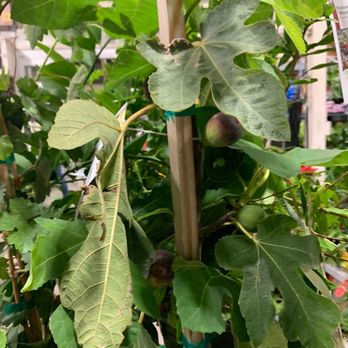The Home Depot - Fig - Nurseries & Gardening Near Me - Murrieta, California