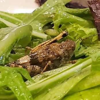 First Watch - Salad - Breakfast & Brunch Near Me - Atlanta, Georgia