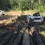 Photo of Christmas City Tree & Land Care